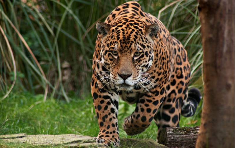 jaguar-cazando